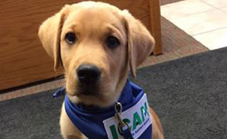 ICAN service dog Brady